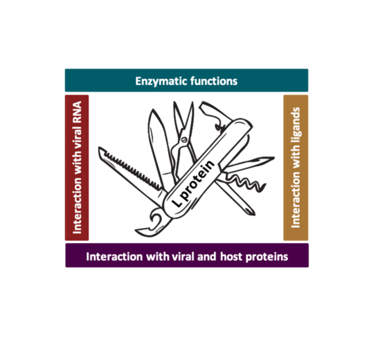Das L-Protein - ein virales schweizer Taschenmesser mit vielen unterschiedlichen Funktionen. Das L-Protein als schweizer Taschenmesser dargestellt.
