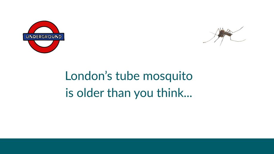 London Underground mosquito debunked as myth Graphic with the London Underground logo and a Culex mosquito on a white background