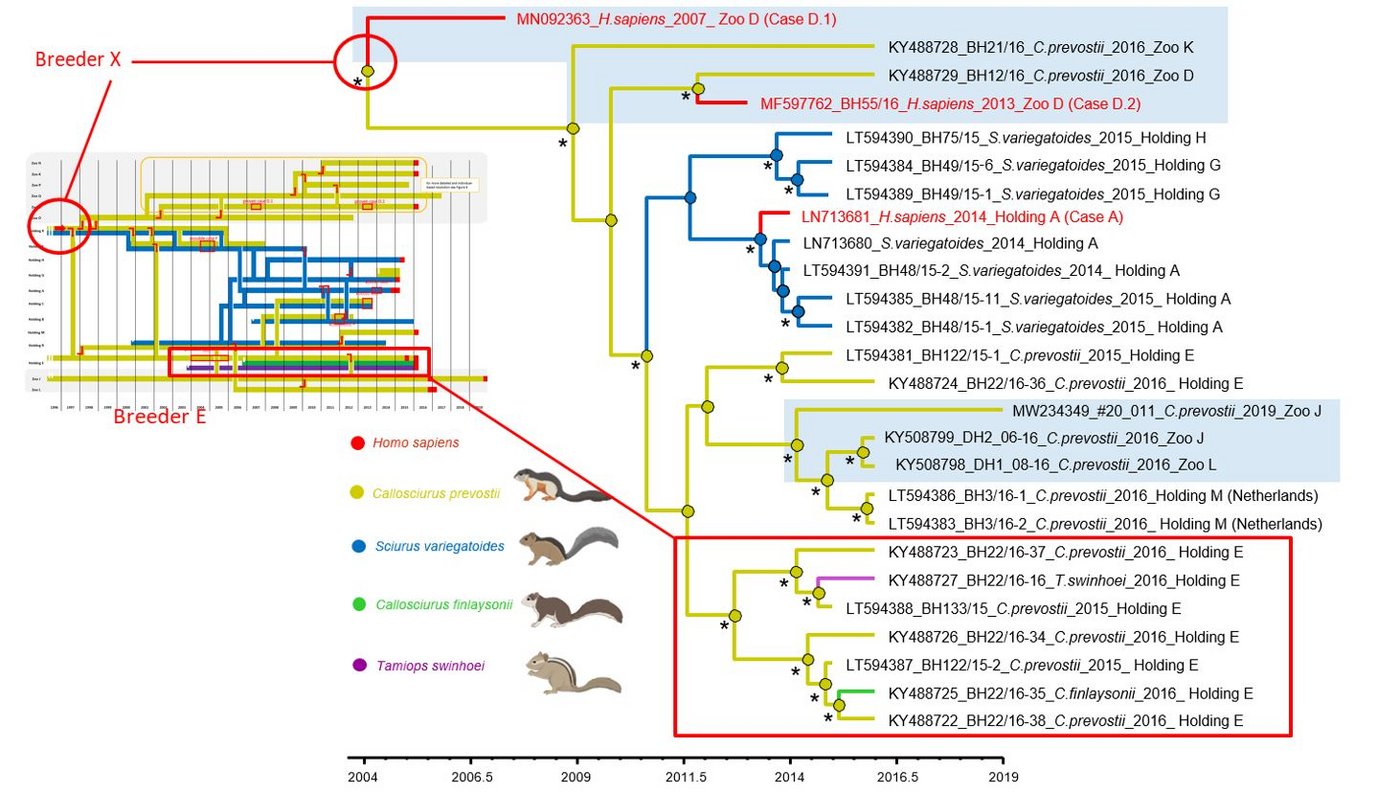 Bayessche Zeitskalen-Phylogenie der VSBV-1-Isolate (Hauptbild) und Handelswege (Inset)