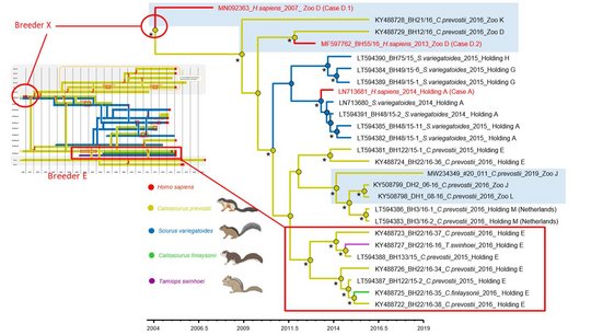 Bayessche Zeitskalen-Phylogenie der VSBV-1-Isolate (Hauptbild) und Handelswege (Inset)