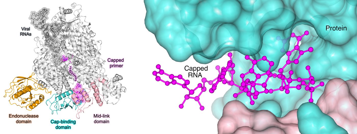 L-Protein des SFTS-Virus Die Grafik zeigt das L-Protein des SFTS-Virus im Bändermodell auf der linken Seite und eine Vergrößerung der Kappen-bindenden-Domäne mit einer RNA-Kappe auf der rechten Seite.