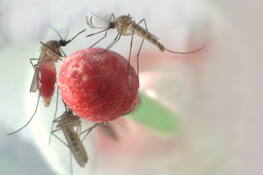 Culex-Stechmücken bei der Blutmahlzeit Man sieht in der Mitte ein mit roter Flüssigkeit getränktes Wattestäbchen. Auf diesem sitzen mehrere Mücken sowohl Männchen als auch Weibchen und saugen daran. Im Hintergrund ist eine weitere Mücke zu erkennen.