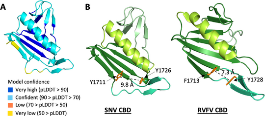 Mutmaßliche cap-bindende Domäne im C-Terminus von SNV L Farbige Kryo-EM-Aufnahmen: Mutmaßliche cap-bindende Domäne im C-Terminus von SNV L