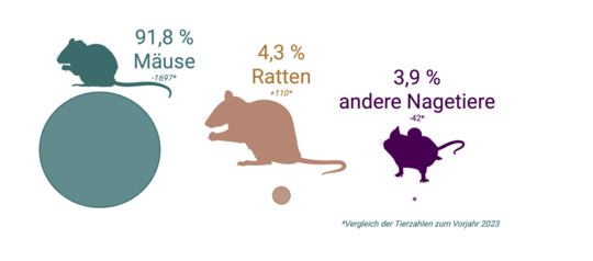 Illustration der Versuchstiergruppen am BNITM im Jahr 2024: 91,8 % Mäuse, 4,3 % Ratten, 3,9 % andere Nagetiere.