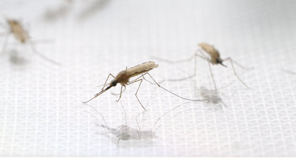 Photo of adult mosquitoes of the species Anopheles stephensi