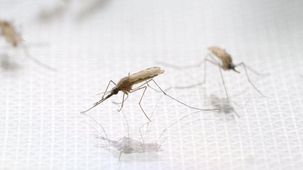 Foto adulter Stechmücke der Spezies Anopheles stephensi auf weißem Grund