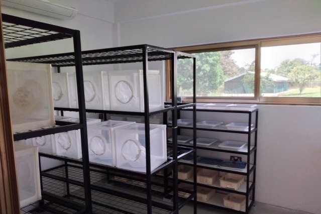 The picture shows a room with shelves containing white insect cages.