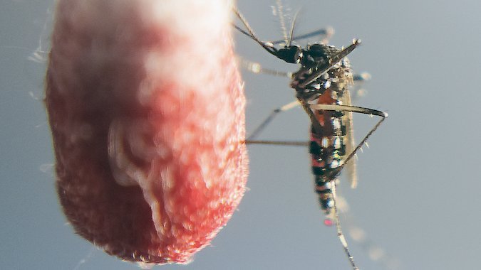 Man sieht eine Mücke von der Seite, die gerade an einem mit einer roten Flüssigkeit getränktem Wattestäbchen saugt.