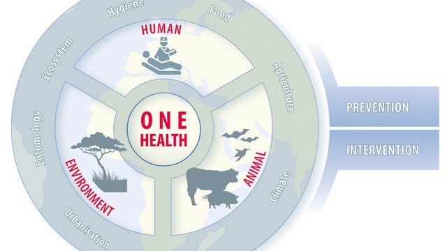 The blue-grey graphic shows a circle, divided into one area each for humans, animals and the environment. Around it are the terms hygiene, food, agriculture, climate, water, urbanisation, entomology and ecosystem.