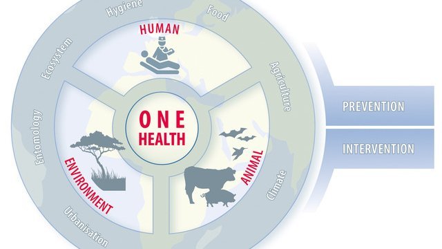 An expanded One Health approach uses multiple data sources to analyse the conditions of infectious diseases and health in resource-poor regions. The blue-grey graphic shows a circle, divided into one area each for humans, animals and the environment. Around it are the terms hygiene, food, agriculture, climate, water, urbanisation, entomology and ecosystem.