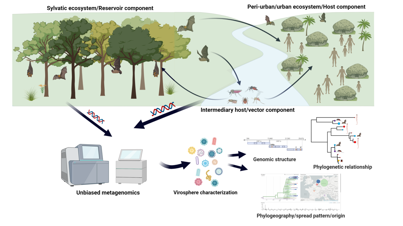 Zu sehen ist eine schematische Übersicht über eine beispielhafte Studie. Im oberen Teil ist auf der linken Seite ein Wald mit Fledermäusen zu sehen, in der Mitte verläuft ein Fluss mit unterschiedlichen Insekten, rechts ist eine Siedlung mit kleinen Hütten und Menschen dargestellt. Verbunden sind die Fledermäuse mit Pfeilen mit den Menschen und den Insekten, die Insekten mit den Fledermäusen und den Menschen. Im Unteren Teil ist beispielhaft eine Auswertung gezeigt. Hierzu sind im linken Teil des Bildes mehrere Geräte zu sehen, die die Genetik der Insekten und Fledermäuse untersuchen. Ausgewertet werden am Ende die genomische Struktur, die Phylogenetische Beziehung und die geographische Auswertung.