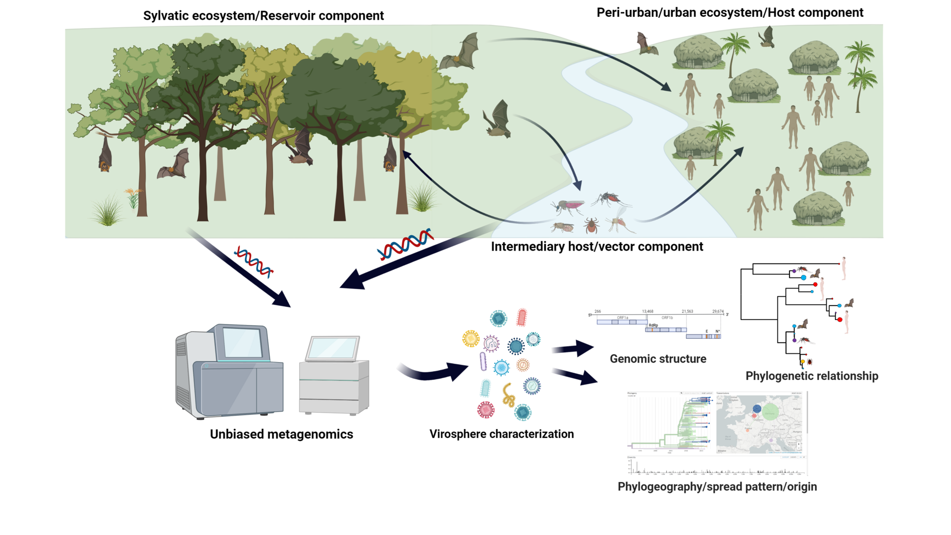 Zu sehen ist eine schematische Übersicht über eine Beispielhafte Studie. Im oberen Teil ist aufder linken Seite ein Wald mit Fledermäusen zu sehen, in der Mitte verläuft ein Fluss mit unterschiedlichen Insekten, rechts ist eine einfach Siedlung mit kleinen Hütten und Menschen zu sehen. Verbunden sind die Fledermäuse mit Pfeilen mit den Menschen und den Insekten, die Insekten mit den Fledermäusen und den Menschen. Untersucht werden soll also der Einfluss der Fledermäuse, bzw. der Insekten auf den Menschen. Im Unteren Teil ist Beispielhaft eine Auswertung gezeigt. Hierzu sind im linken teil des Bildes mehrere Geräte zu sehen, die die Genetik der Insekten und Fledermäuse untersuchen. Ausgewertet werden am Ende die genomische Struktur, die Phylogenetische Beziehung und die geographische Auswertung.