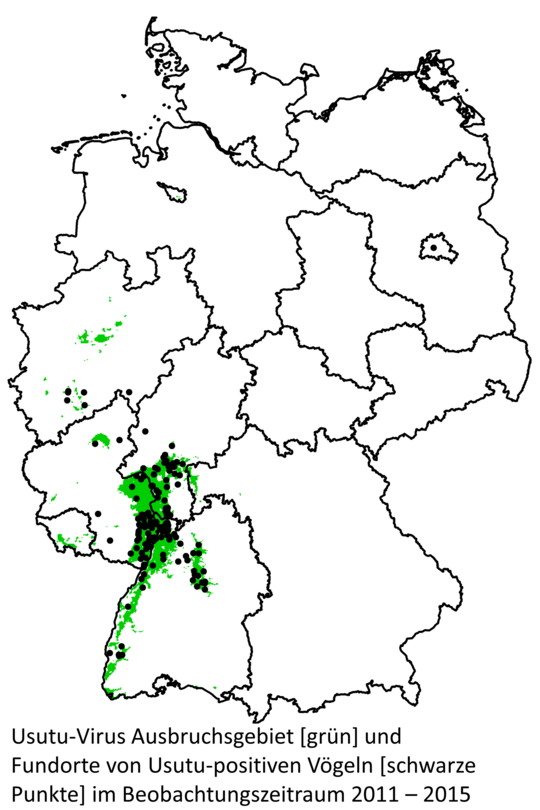 Das Bild zeigt die Usutu-Virus-Verbreitung auf einer Deutschlandkarte von 2011