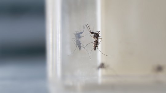 Nahaufnahme einer Tigermücke (Aedes albopictus) in einem transparenten Behälter, erkennbar an den weißen Streifen auf Körper und Beinen