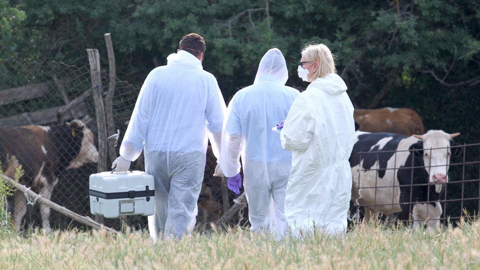 3 Personen in weißer Schutzkleidung, mit Handschuhen und Mundbedeckung sind von hinten zu sehen. Einer der Personen trägt in der linken Hand einen UN3373 Transportbehälte. Im Hintergrund stehen vor einem Baumhintergrund Kühe.