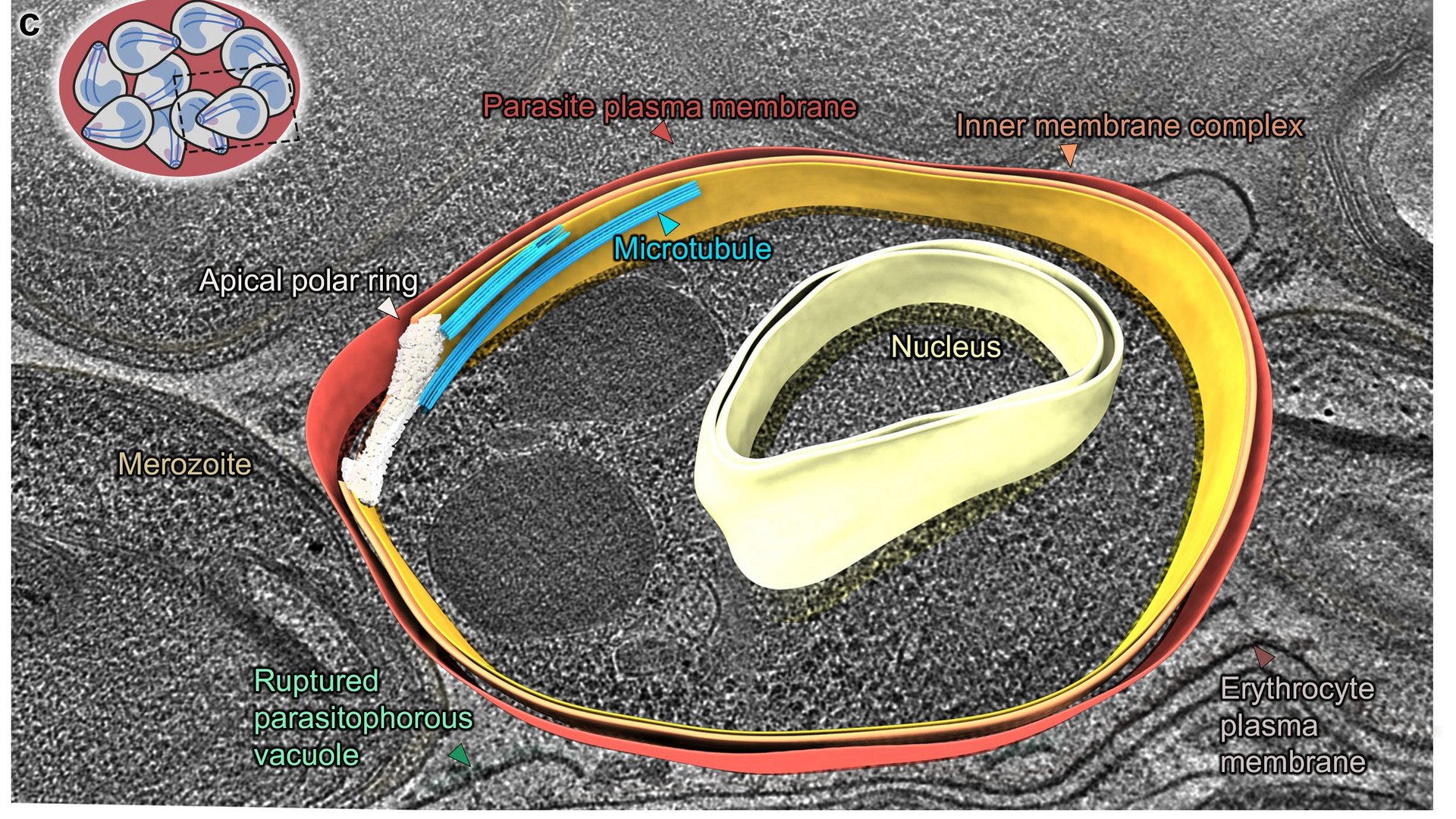 Electron cryotomographic image: merozoites have canonical subpellicular (SPMTs) and core spindle microtubules.