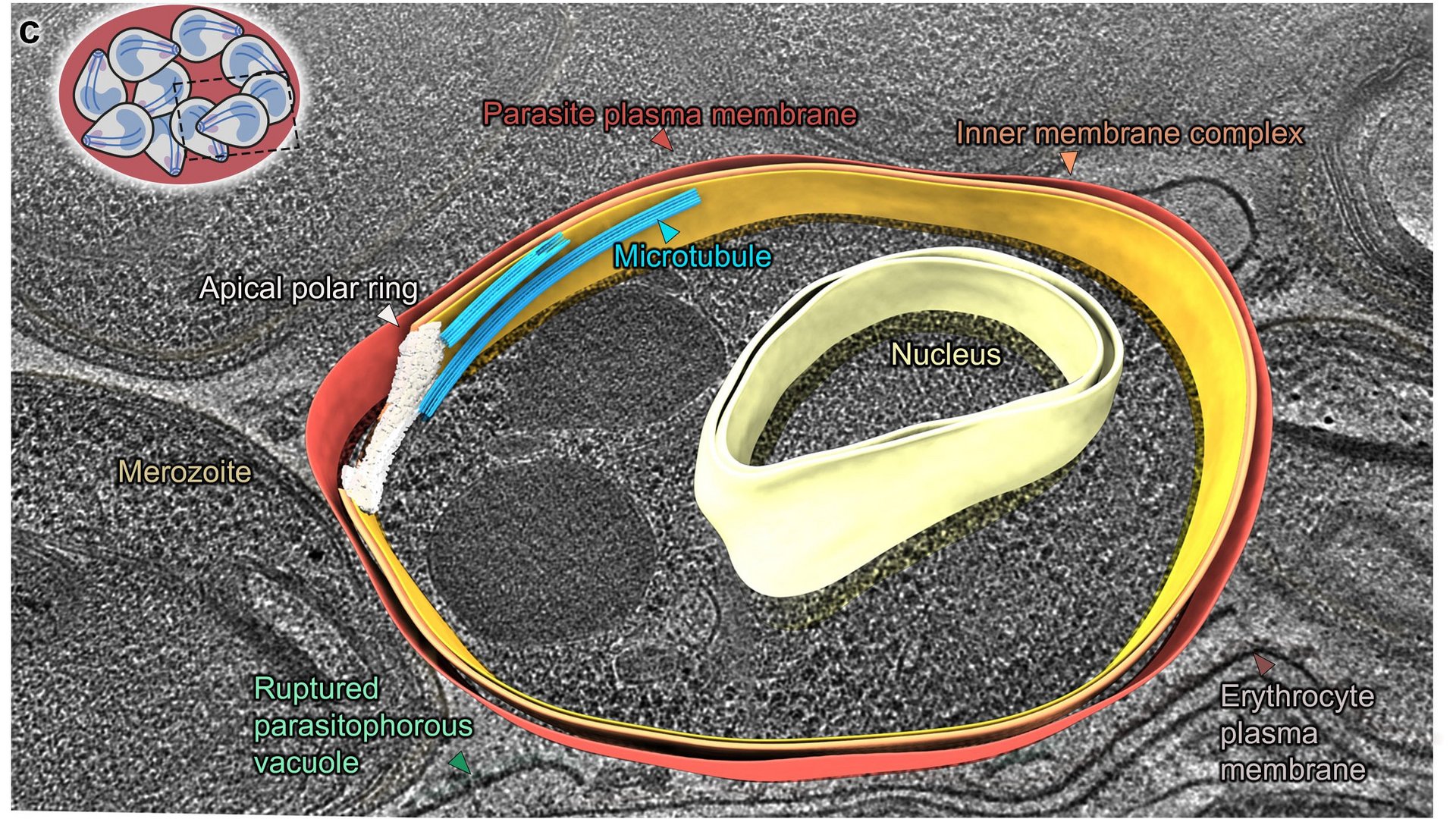 Electron cryotomographic image: merozoites have canonical subpellicular (SPMTs) and core spindle microtubules.