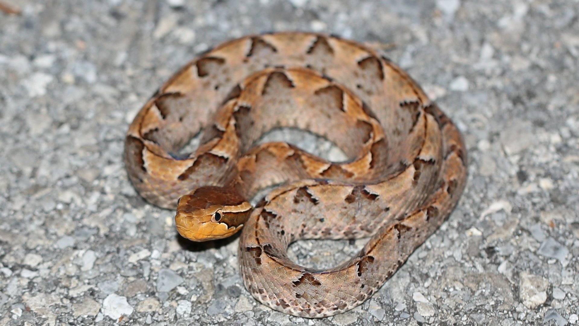 The picture shows a light brown snake with dark brown triangular markings on the back curled up and with its head up towards the camera, a very typical position of Malayan pit viper.