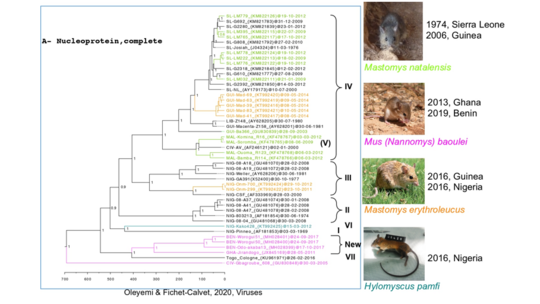 Tree showing the different LASV strains derived from the rodent hosts (adapted from Olayemi and Fichet-Calvet, 2020). Photos: M. natalensis and H. pamfi (E. Fichet-Calvet), M. erythroleucus (JM Duplantier), Mus baoulei (F. Veyrunes).