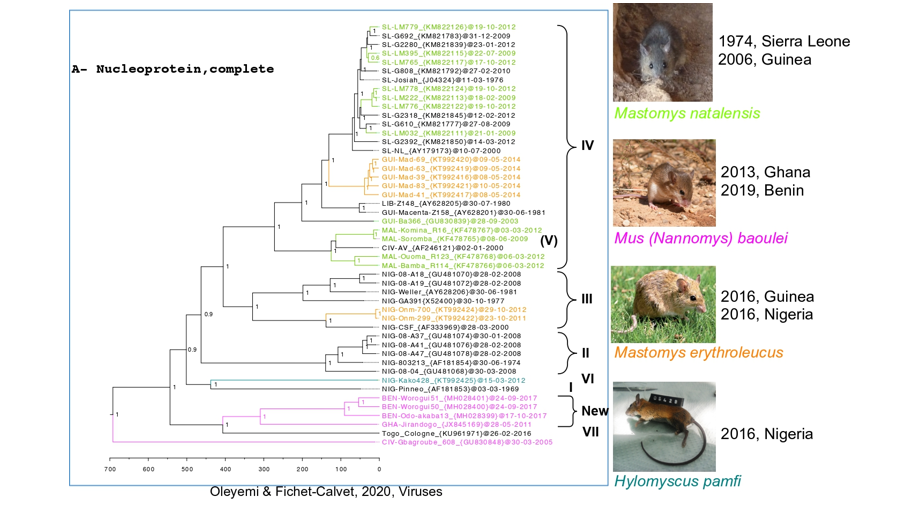 Tree showing the different LASV strains derived from the rodent hosts (adapted from Olayemi and Fichet-Calvet, 2020). Photos: M. natalensis and H. pamfi (E. Fichet-Calvet), M. erythroleucus (JM Duplantier), Mus baoulei (F. Veyrunes).