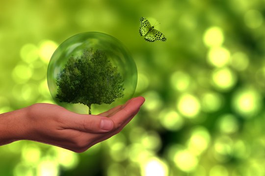 Sustainability Hand against a green background; she is holding a tree inside a transparent sphere.
