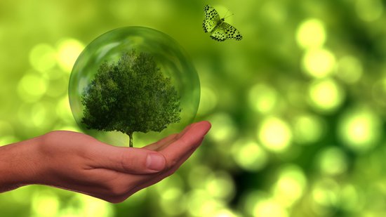 Sustainability Hand against a green background; she is holding a tree inside a transparent sphere.