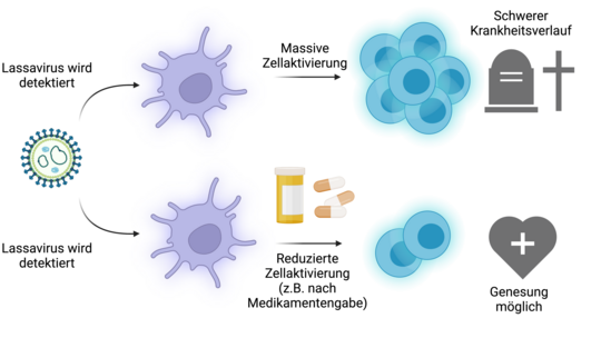 Mögliche Immunreaktion auf eine Lassavirus Infektion Die Abbildung zeigt eine Übersicht über zwei mögliche Verläufe einer Lassainfektion, nachdem das Lassavirus vom Immunsystem erkannt wurde. Entweder massive Zellaktivierung und ein schwerer Krankheitsverlauf, oder eine reduzierte Zellaktivierung nach z.B. Medikamentengabe und eine mögliche Genesung.
