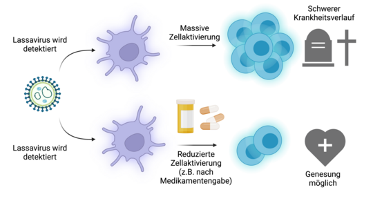 Die Abbildung zeigt eine Übersicht über zwei mögliche Verläufe einer Lassainfektion, nachdem das Lassavirus vom Immunsystem erkannt wurde. Entweder massive Zellaktivierung und ein schwerer Krankheitsverlauf, oder eine reduzierte Zellaktivierung nach z.B. Medikamentengabe und eine mögliche Genesung.