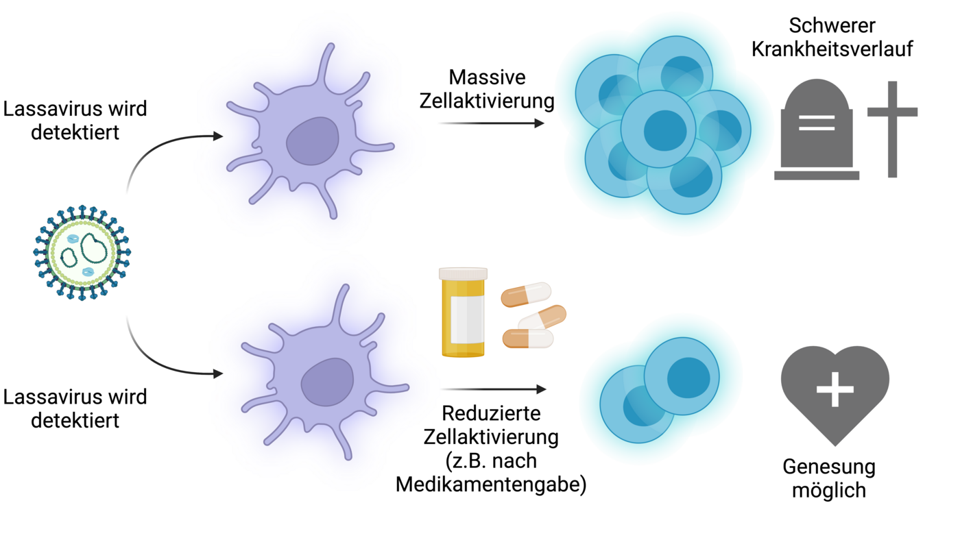 Die Abbildung zeigt eine Übersicht über zwei mögliche Verläufe einer Lassainfektion, nachdem das Lassavirus vom Immunsystem erkannt wurde. Entweder massive Zellaktivierung und ein schwerer Krankheitsverlauf, oder eine reduzierte Zellaktivierung nach z.B. Medikamentengabe und eine mögliche Genesung.