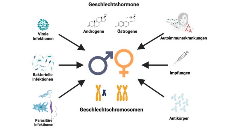 Das Schema zeigt, wie Geschlechtshormone und Chromosomen das Immunsystem beeinflussen.