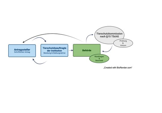 Genehmigungsverfahrens Es ist ein Schema zu sehen eines Genehmigungsverfahrens mit den jweiligen beteiligten Istanzen wie Antragsteller, Behörde, Tierschutzkommission, Tierschutzbeauftragte