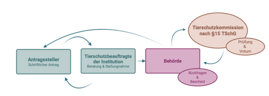 Es ist ein Schema zu sehen eines Genehmigungsverfahrens mit den jeweiligen beteiligten Istanzen wie Antragsteller, Behörde, Tierschutzkommission, Tierschutzbeauftragte