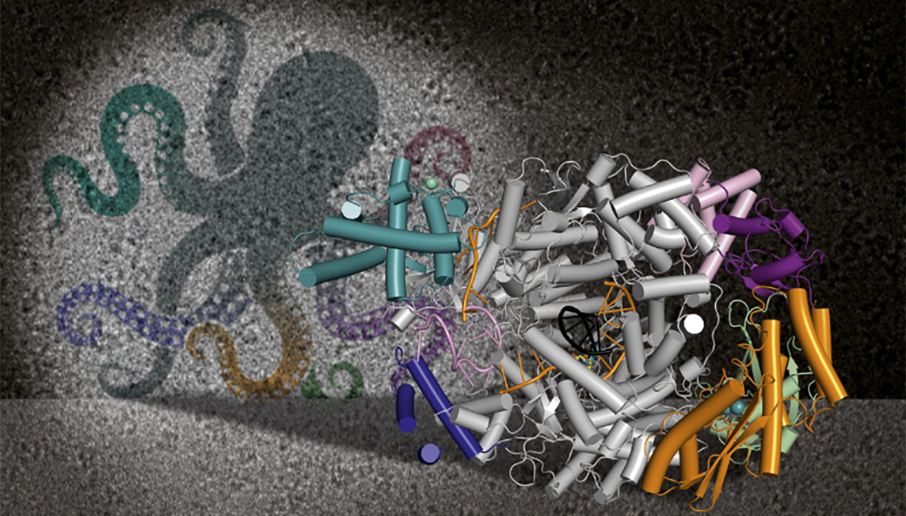 Porjection of LASV L protein model showing an octopus