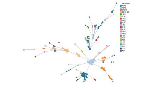 Zu sehen ist ein sogenannter "minimum spanning Tree" einer bakterillen Probe. Mehrere unterschiedlich große und farbige Kreise erstrecken sich zu einem chemenhaften Baum, die mit einzelnen Strichen verbunden sind. An der Seite ist eine Legende mit der Überschrift seroproup, derunter sind die unterschiedlichen Farben mit ihrer Bezeichnung aufgelistet.