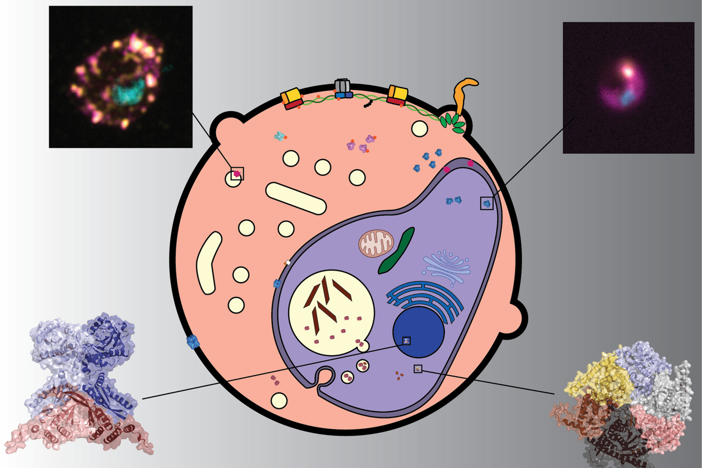 Grafik: Malariaparasiten wachsen in menschlichen roten Blutkörperchen, und ihr Überleben hängt von ihren Proteinkomplexen ab. Die Forscher entwickelten eine neue Methode zur Vorhersage von Proteinkomplexen und wiesen die Existenz einiger dieser Komplexe durch Fluoreszenzmikroskopie oder Strukturvorhersagen mit AlphaFold nach.