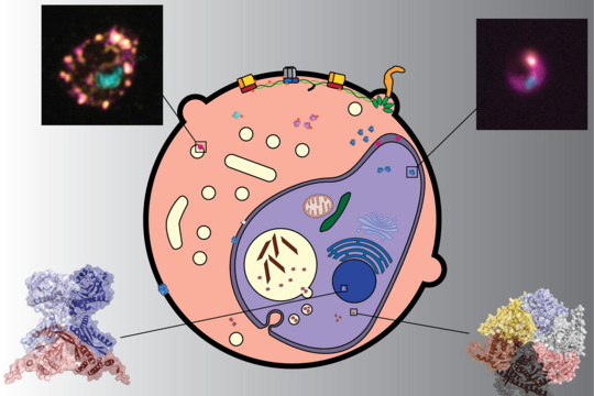 Grafik: Malariaparasiten wachsen in menschlichen roten Blutkörperchen, und ihr Überleben hängt von ihren Proteinkomplexen ab. Die Forscher entwickelten eine neue Methode zur Vorhersage von Proteinkomplexen und wiesen die Existenz einiger dieser Komplexe durch Fluoreszenzmikroskopie oder Strukturvorhersagen mit AlphaFold nach.