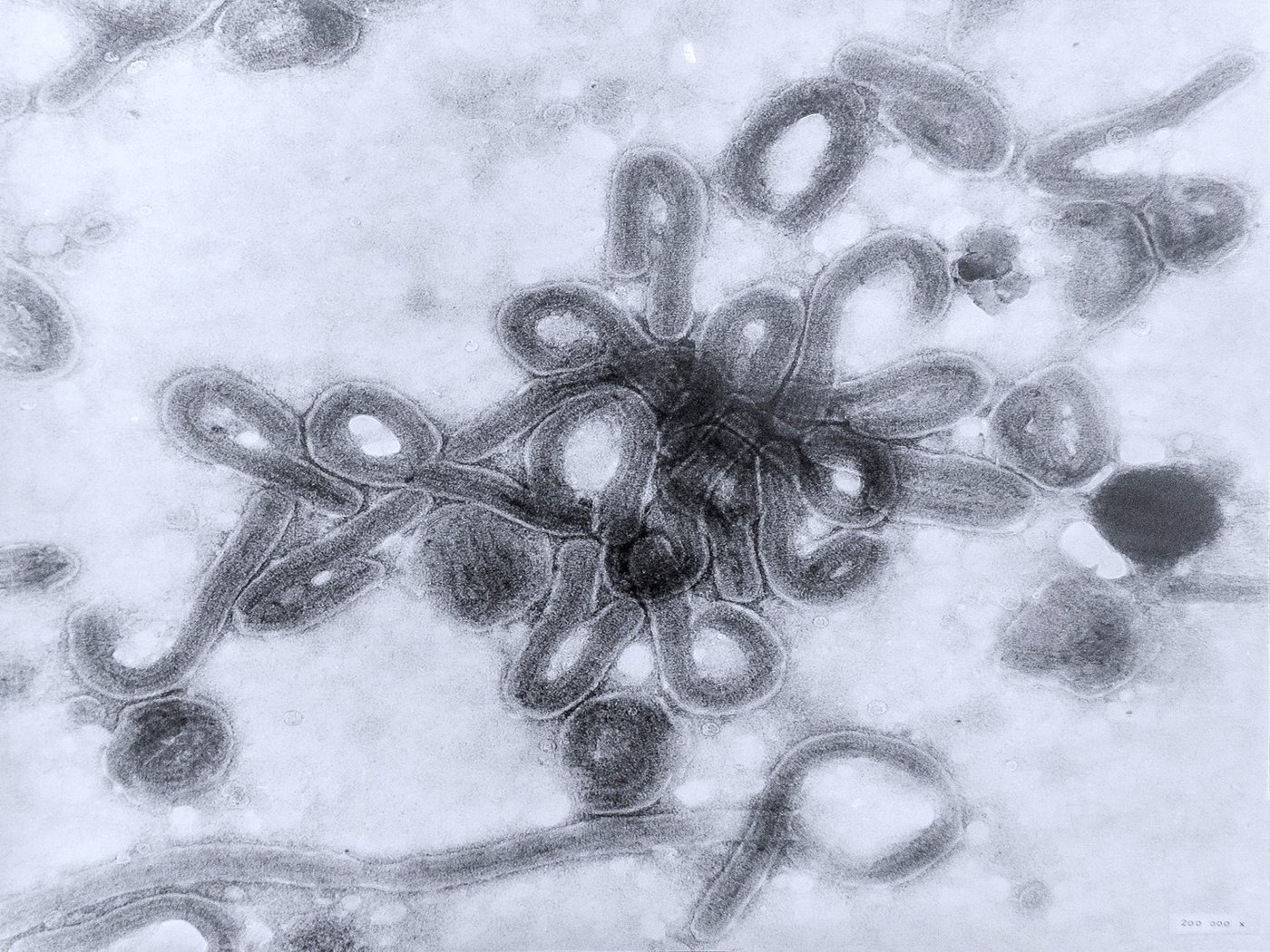 Microscopic image of the Marburg virus: a black and white image of the Marburg virus. In the centre, a cluster of short, worm-like viruses that often bend at one end