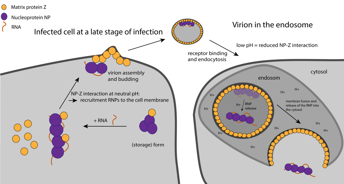 Diagram showing critical steps in the life cycle of the Lassa virus.