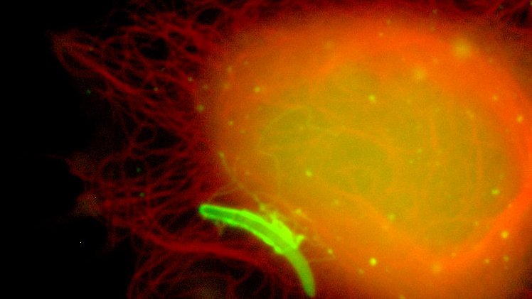 Fluoreszenzmikroskopische Aufnahme eines Leberschizonten in Hepatomazellen 48 Stunden nach Infektion. Zu sehen ist eine orange schimmernde Zelle, an deren Rande ein grün fluoriszierender Parasitenwurm. Fixiert und gefärbt mit anti-Exp1 (grün) und Lysotracker (rot). DNA in blau.