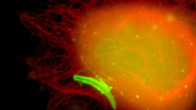 Fluoreszenzmikroskopische Aufnahme eines Leberschizonten in Hepatomazellen 48 Stunden nach Infektion. Zu sehen ist eine orange schimmernde Zelle, an deren Rande ein grün fluoriszierender Parasitenwurm. Fixiert und gefärbt mit anti-Exp1 (grün) und Lysotracker (rot). DNA in blau.