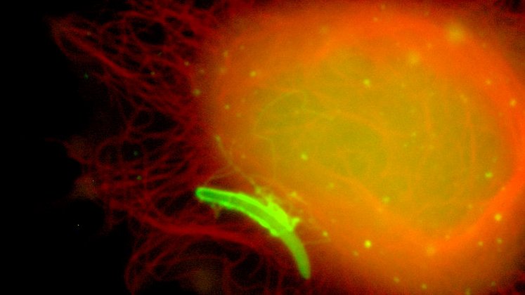 Fluorescence microscope image of a liver schizon in hepatoma cells 48 hours after infection. An orange-shimmering cell can be seen with a green fluorescent parasite worm at its edge. Fixed and stained with anti-Exp1 (green) and Lysotracker (red). DNA in blue.
