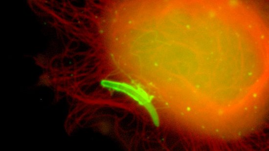 Fluoreszenzmikroskopische Aufnahme eines Leberschizonten in Hepatomazellen 48 Stunden nach Infektion. Zu sehen ist eine orange schimmernde Zelle, an deren Rande ein grün fluoriszierender Parasitenwurm. Fixiert und gefärbt mit anti-Exp1 (grün) und Lysotracker (rot). DNA in blau. 