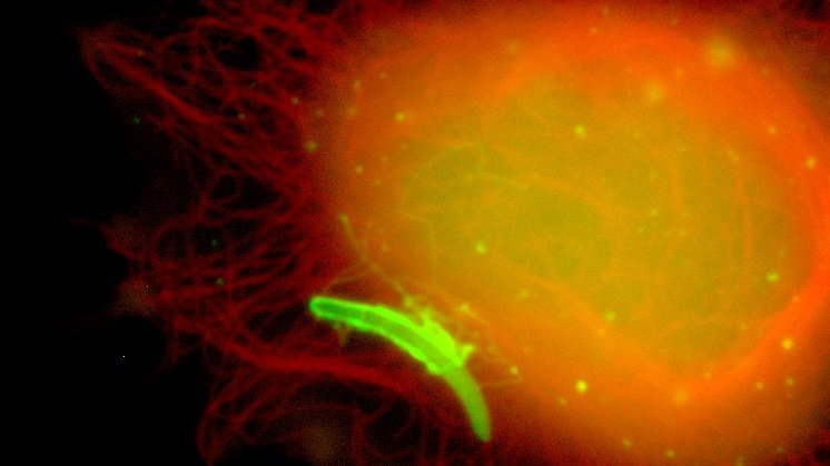 Liver schizoids in hepatoma cells 48 hours after infection. Fixed and stained with anti-Exp1 (green) and Lysotracker (red). DNA in blue. Fluorescence microscope image of a liver schizon in hepatoma cells 48 hours after infection. An orange-shimmering cell can be seen with a green fluorescent parasite worm at its edge. Fixed and stained with anti-Exp1 (green) and Lysotracker (red). DNA in blue.