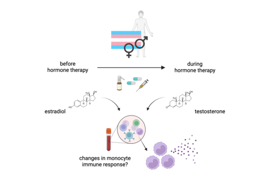 This graphic shows the hormone treatment of transgender people and what the aim of the study is. At the top is a person with a light blue, pink and white striped flag. On it are the signs for man and woman. Below this is an arrow going from left to right, on the left it says ‘before hormone therapy’, on the right it says ‘during hormone therapy’. Below this on the left are pictures of a spray, tablets and a syringe, as well as the chemical formula of estradiol on the left and testosterone on the right. Below this is a blood tube with round cells representing monocytes and the question ‘changes in the immune response of monocytes?’