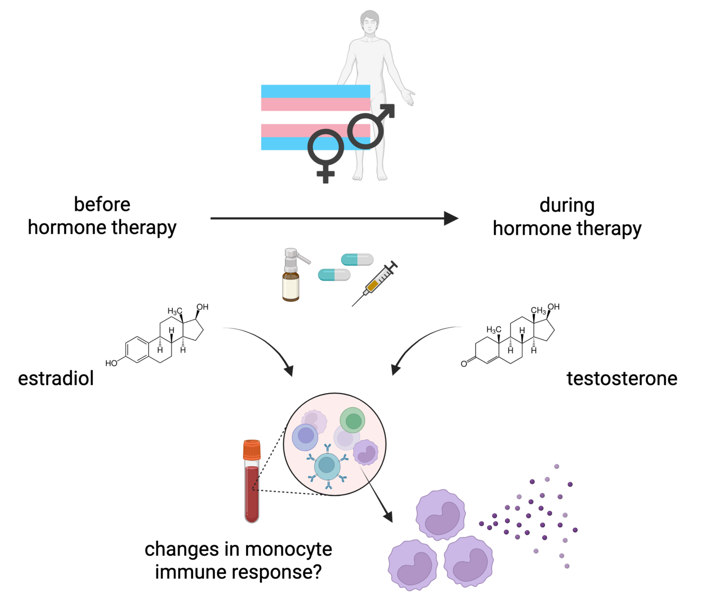 Gender-affirming hormone therapy with estrogens or testosterone in transgender individuals may impact monocyte immune responses This graphic shows the hormone treatment of transgender people and what the aim of the study is. At the top is a person with a light blue, pink and white striped flag. On it are the signs for man and woman. Below this is an arrow going from left to right, on the left it says ‘before hormone therapy’, on the right it says ‘during hormone therapy’. Below this on the left are pictures of a spray, tablets and a syringe, as well as the chemical formula of estradiol on the left and testosterone on the right. Below this is a blood tube with round cells representing monocytes and the question ‘changes in the immune response of monocytes?’