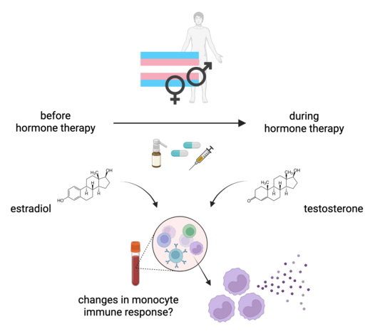 This graphic shows the hormone treatment of transgender people and what the aim of the study is. At the top is a person with a light blue, pink and white striped flag. On it are the signs for man and woman. Below this is an arrow going from left to right, on the left it says ‘before hormone therapy’, on the right it says ‘during hormone therapy’. Below this on the left are pictures of a spray, tablets and a syringe, as well as the chemical formula of estradiol on the left and testosterone on the right. Below this is a blood tube with round cells representing monocytes and the question ‘changes in the immune response of monocytes?’