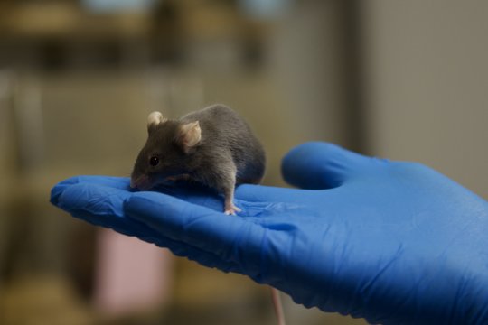 Maus Auf dem Foto sitzt eine graue Maus auf einer Hand, die in einem blauen Handschuh steckt.