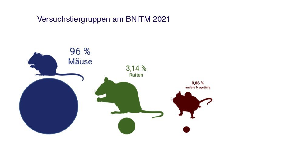 Illustration der Versuchstiergruppen am BNITM im Jahr 2021: 96 % Mäuse, 3,14 % Ratten, 0,86 % andere Nagetiere.