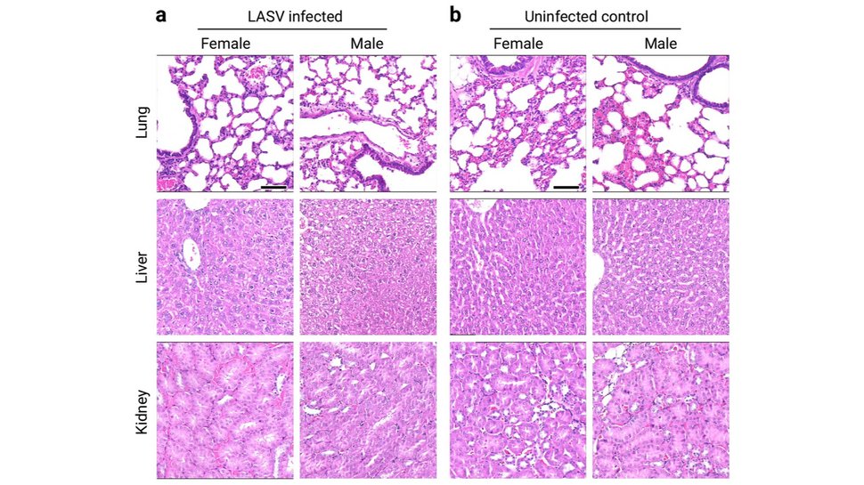 The graphic shows the histological analysis of lung, liver, and kidney