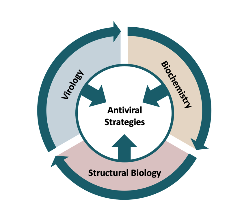 A schematic drawing of the scientific methods used to achhieve the goal of developing antiviral strategies.